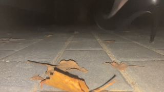 trim.2DCDC6D9-DB52-458D-8D95-303B92F4EED8.MOV