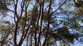 VID_20240430_163911.mp4