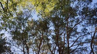 VID_20240430_163911.mp4