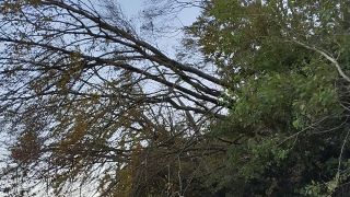 VID_20231008_080751.mp4